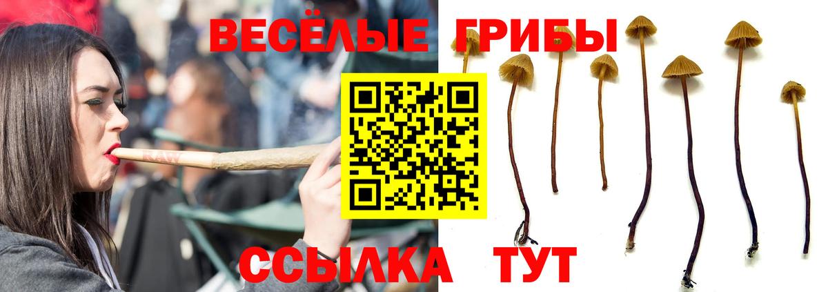 Псилоцибиновые грибы Psilocybine cubensis Железногорск